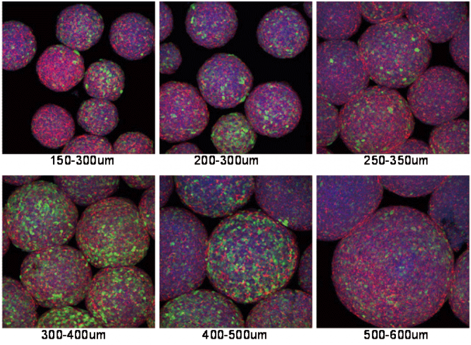 CellSphere_3D