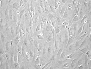 Synthetic coating kit for human endothelial progenitor cells(1)