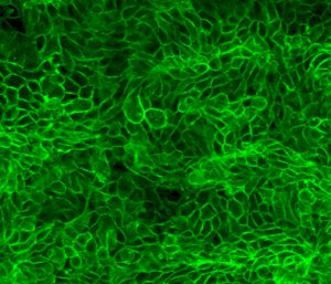 Synthetic coating kit for human epithelial cells(1)