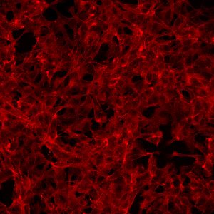 Synthetic coating kit for human neural stem cells(1)