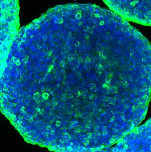 Synthetic coating kit for human pancreatic beta cells(1)