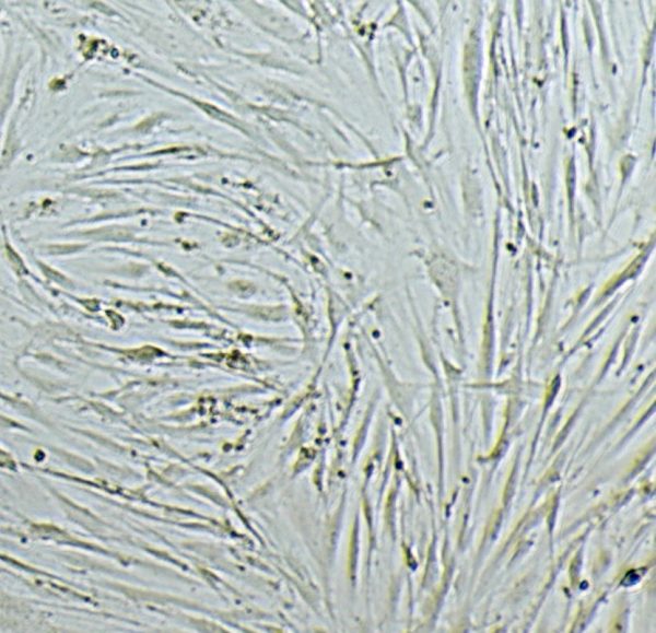 Fish Collagen for Cell Culture