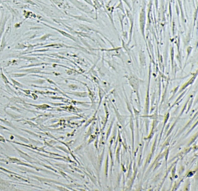 Fish Collagen for Cell Culture