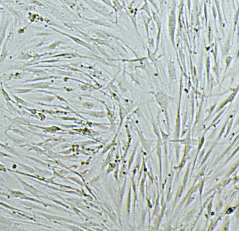 Fish Collagen for Cell Culture
