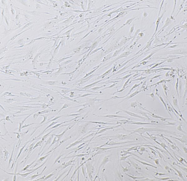 CellPhilic™ Porcine Collagen for Cell Culture