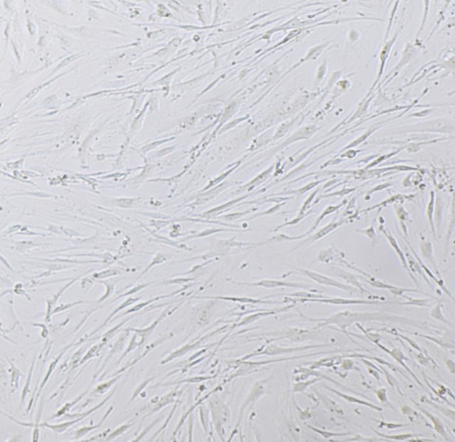 CellPhilic™ Porcine Collagen for Cell Culture