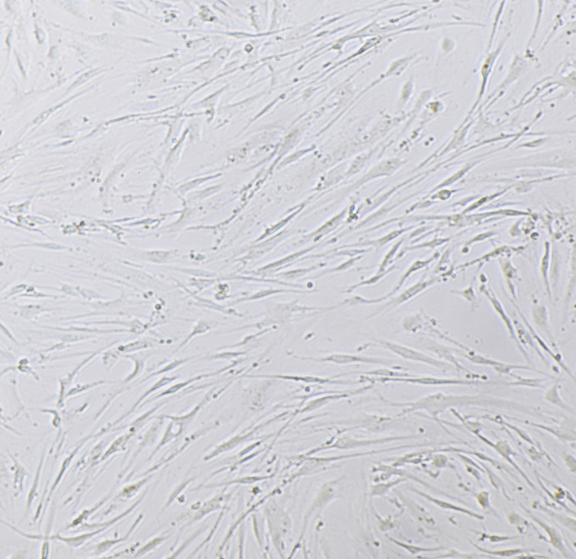 CellPhilic™ Porcine Collagen for Cell Culture